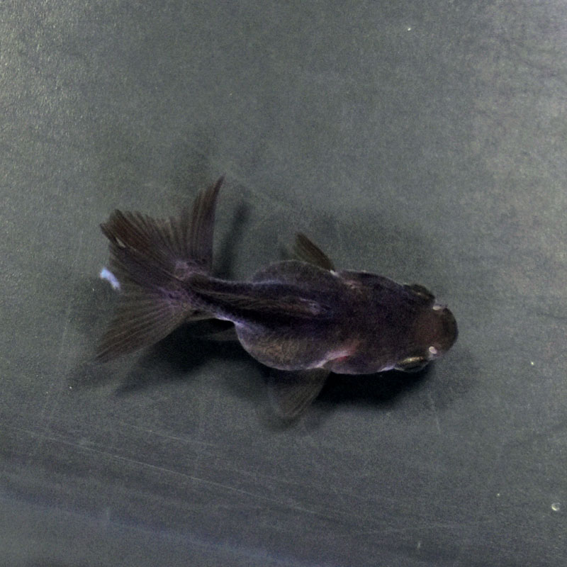 金魚王子】ベビーオランダ 5.5±1cm前後 (個体番号：cde184) 金魚