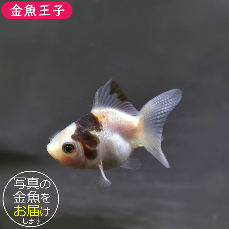 きんぎょページ 金魚王子】ベビー（白黒）オランダ 5±1cm前後 (個体番号：cde371