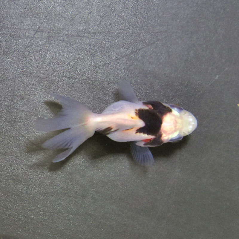 コレクション放出!!!　パキポディウム　獅子大黒　タッキー 金魚王子】ベビー（白黒）オランダ 5±1cm前後 (個体番号：cde364) 金魚