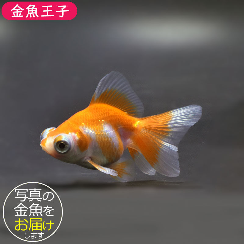 金魚王子】更紗蝶尾 7±1cm前後 (個体番号：cde557) 金魚