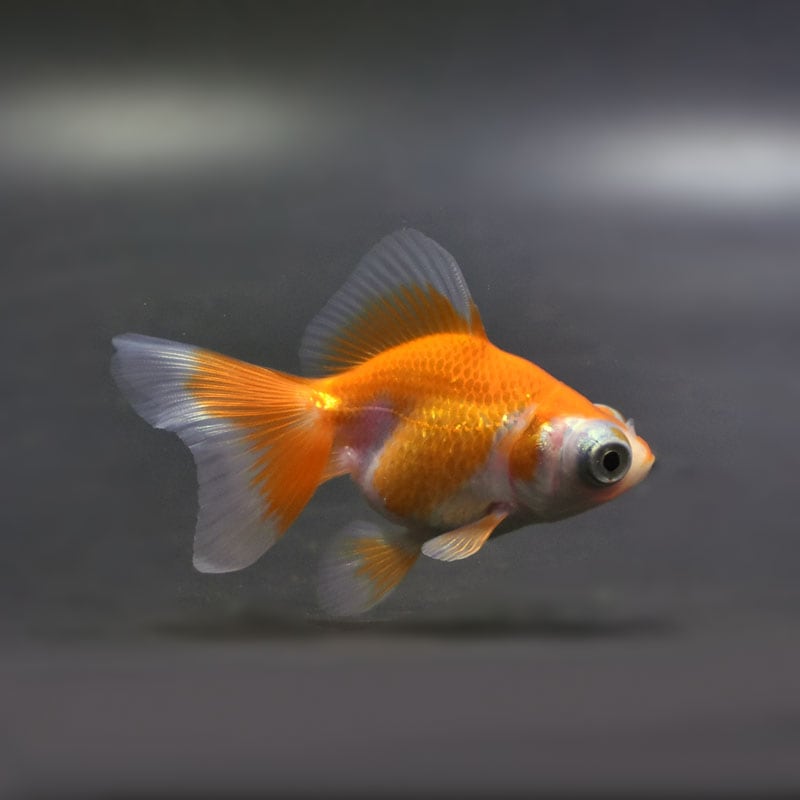 金魚王子】更紗蝶尾 7±1cm前後 (個体番号：cde557) 金魚