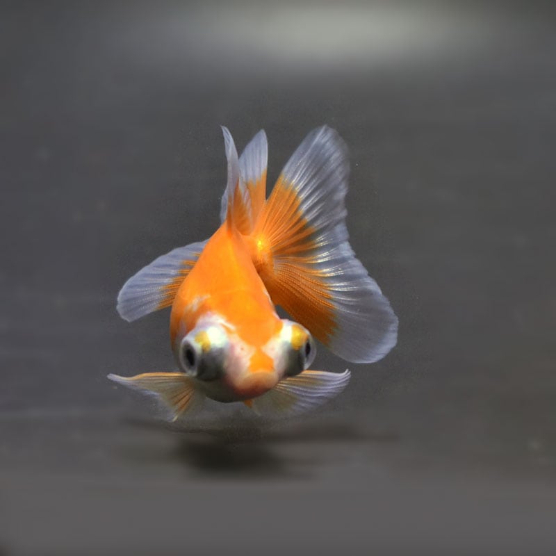 金魚王子】更紗蝶尾 7±1cm前後 (個体番号：cde557) 金魚 きんぎょ 生体