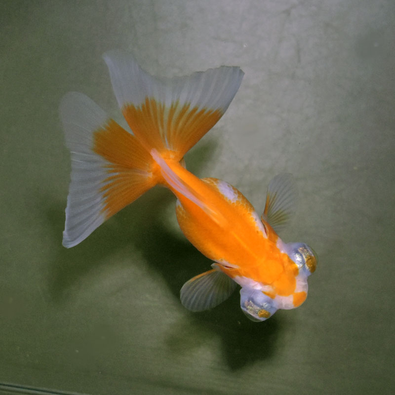 金魚王子】更紗蝶尾 7±1cm前後 (個体番号：cde557) 金魚