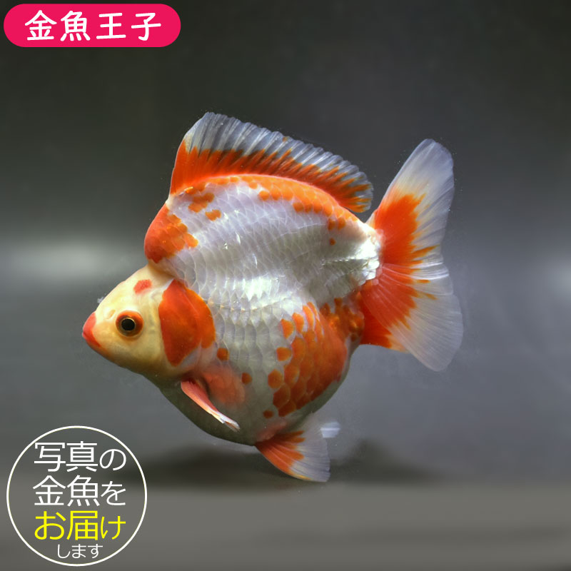 【金魚王子】琉金 (更紗／ショートテールタイプ) 14cm前後 (個体番号：cde873) 金魚 きんぎょ 生体 琉金 厳選個体