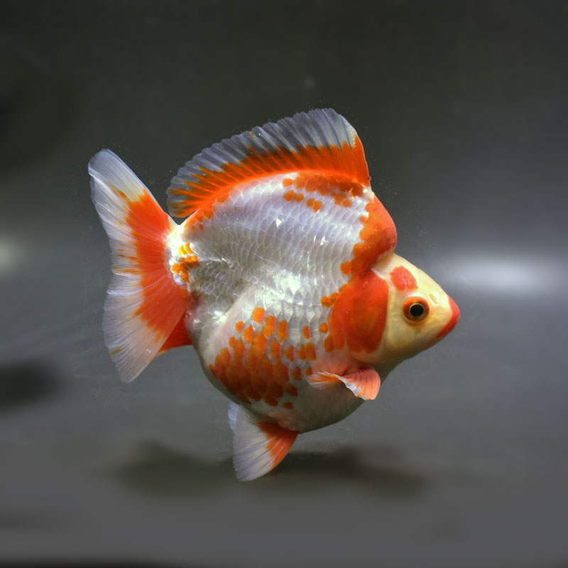 【金魚王子】琉金 (更紗／ショートテールタイプ) 14cm前後 (個体番号：cde873) 金魚 きんぎょ 生体 琉金 厳選個体