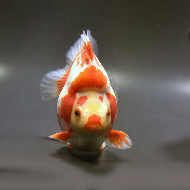 【金魚王子】琉金 (更紗／ショートテールタイプ) 14cm前後 (個体番号：cde873) 金魚 きんぎょ 生体 琉金 厳選個体