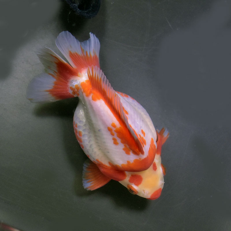 【金魚王子】琉金 (更紗／ショートテールタイプ) 14cm前後 (個体番号：cde873) 金魚 きんぎょ 生体 琉金 厳選個体