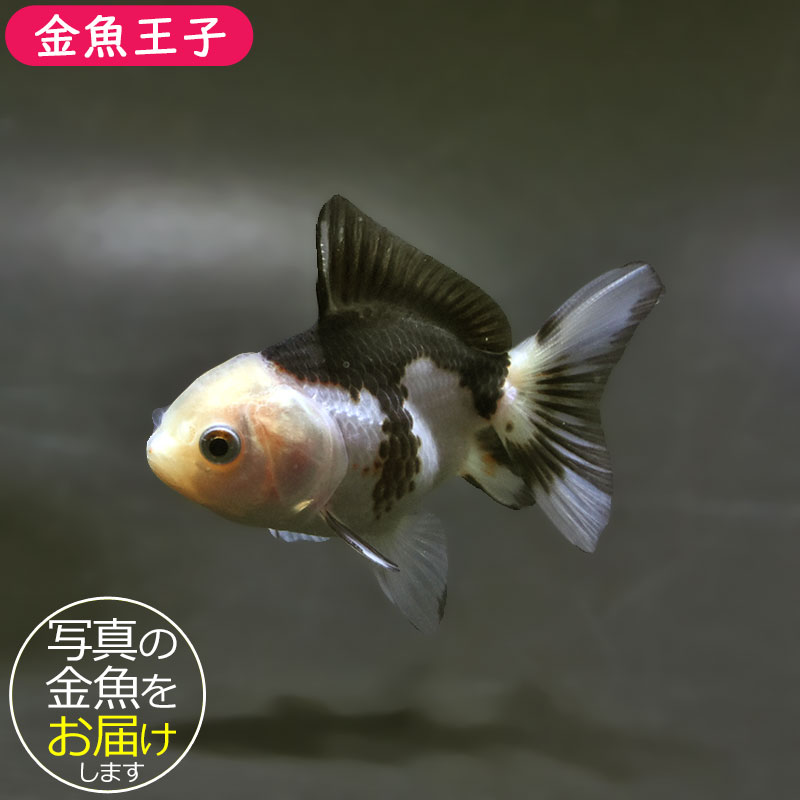 【金魚王子】白黒オランダ  7.5±1cm前後 (個体番号：xsw143) 金魚 きんぎょ 生体 オランダ獅子頭 厳選個体