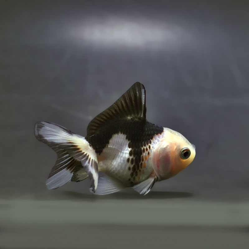 【金魚王子】白黒オランダ  7.5±1cm前後 (個体番号：xsw143) 金魚 きんぎょ 生体 オランダ獅子頭 厳選個体