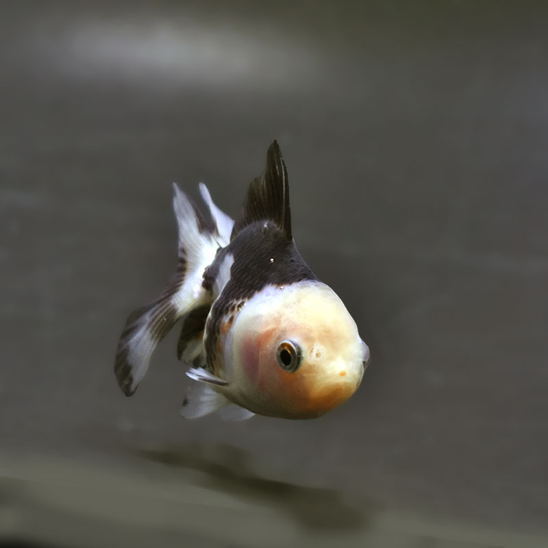 【金魚王子】白黒オランダ  7.5±1cm前後 (個体番号：xsw143) 金魚 きんぎょ 生体 オランダ獅子頭 厳選個体