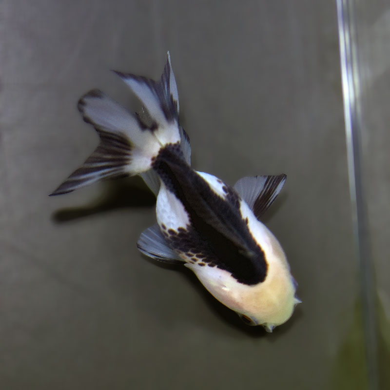 【金魚王子】白黒オランダ  7.5±1cm前後 (個体番号：xsw143) 金魚 きんぎょ 生体 オランダ獅子頭 厳選個体