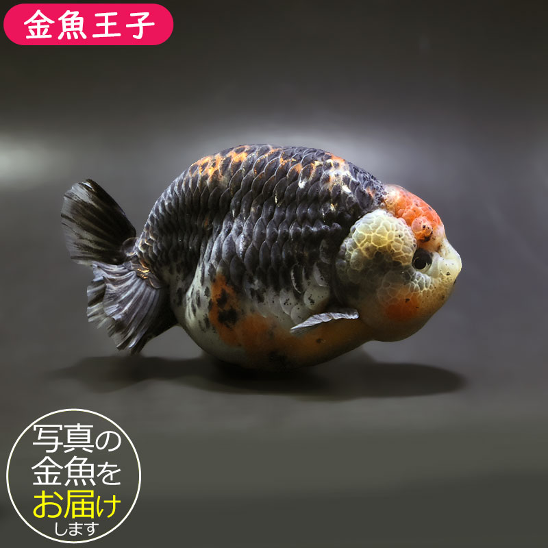 【金魚王子】キリンらんちゅう 12.5cm前後 (個体番号:xsw304) 金魚 きんぎょ 生体 らんちゅう 厳選個体