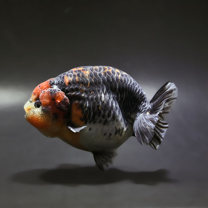 【金魚王子】キリンらんちゅう 12.5cm前後 (個体番号:xsw304) 金魚 きんぎょ 生体 らんちゅう 厳選個体