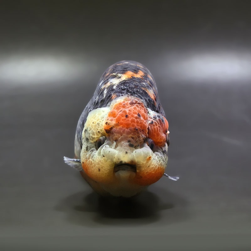 【金魚王子】キリンらんちゅう 12.5cm前後 (個体番号:xsw304) 金魚 きんぎょ 生体 らんちゅう 厳選個体