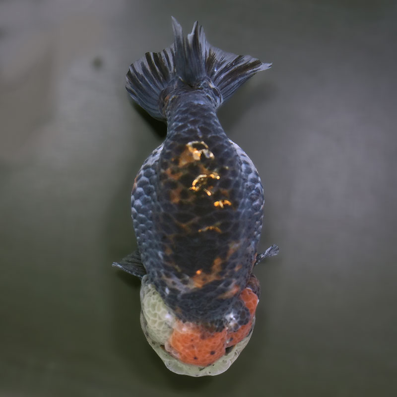 【金魚王子】キリンらんちゅう 12.5cm前後 (個体番号:xsw304) 金魚 きんぎょ 生体 らんちゅう 厳選個体