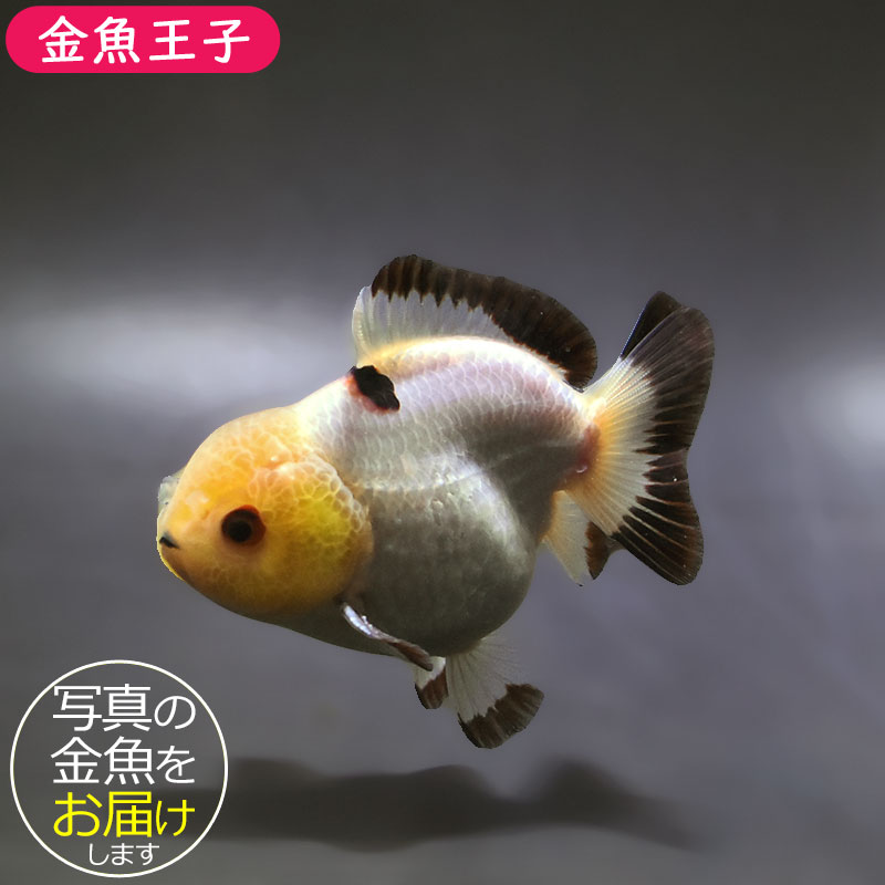 金魚王子】トリカラーオランダ 9±1cm前後 (個体番号：xsw494) 金魚