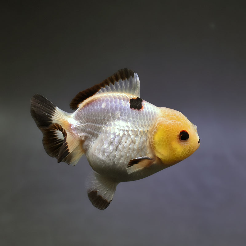 金魚王子】トリカラーオランダ 9±1cm前後 (個体番号：xsw494) 金魚