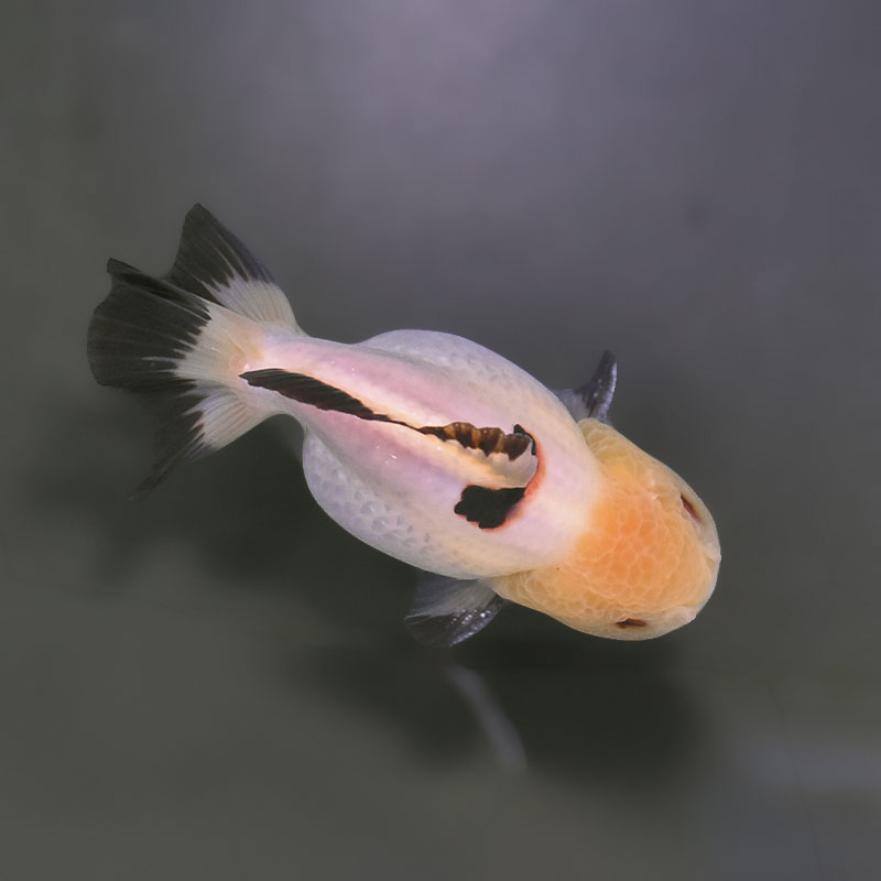金魚　 金魚王子】トリカラーオランダ 9.5cm前後 (個体番号：xsw294) 金魚