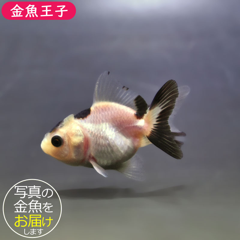 金魚王子】白黒オランダ 5.5～6cm前後 (個体番号：xsw823) 金魚