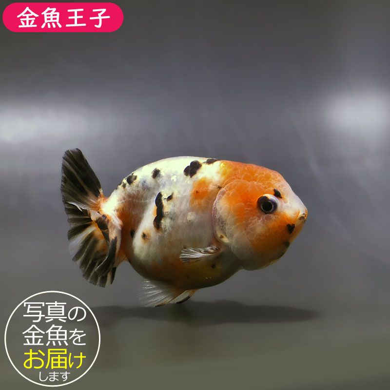 金魚王子】江戸錦 9±1cm前後 (個体番号：zaq271) 金魚 きんぎょ 生体