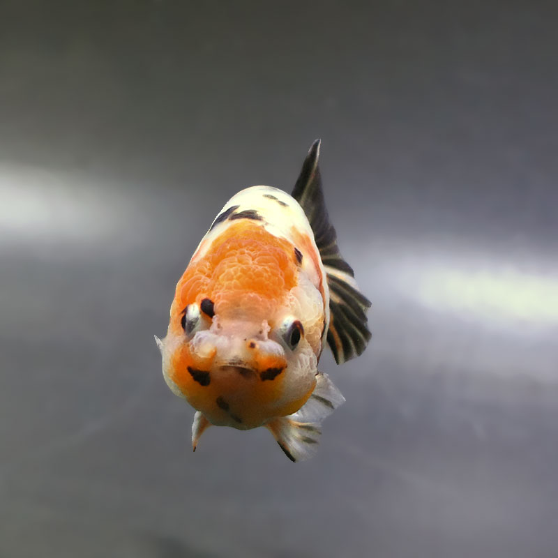金魚王子】江戸錦 9±1cm前後 (個体番号：zaq271) 金魚 きんぎょ 生体