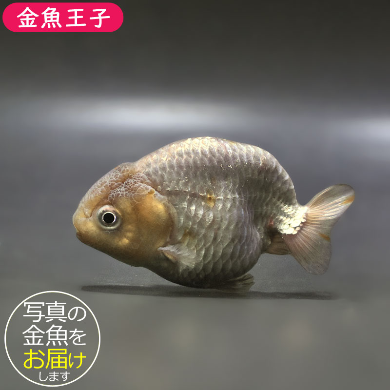 金魚王子】メノウらんちゅう 8.5cm前後 (個体番号：zaq438) 金魚
