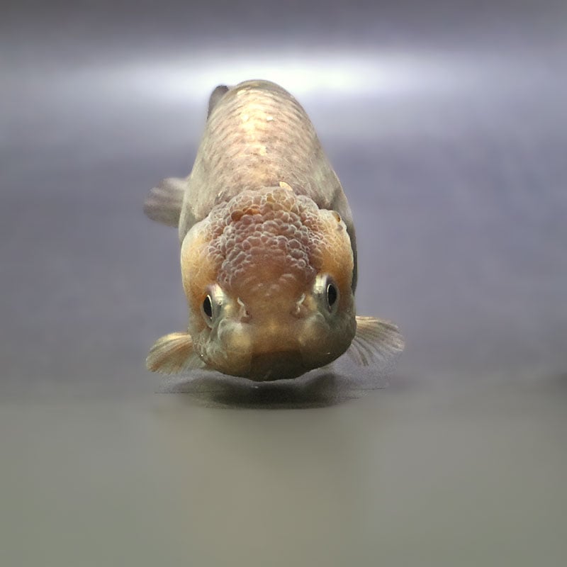 金魚王子】メノウらんちゅう 8.5cm前後 (個体番号：zaq438) 金魚