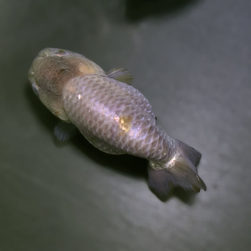 金魚王子】メノウらんちゅう 8.5cm前後 (個体番号：zaq438) 金魚