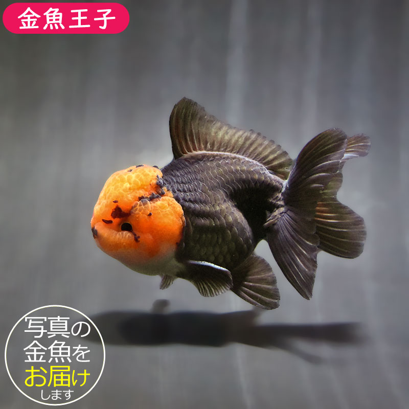 金魚王子】トリカラーオランダ 9±1cm前後 (個体番号：zaq625) 金魚