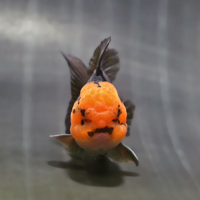 金魚 金魚王子】トリカラーオランダ 9±1cm前後 (個体番号：zaq625) 金魚