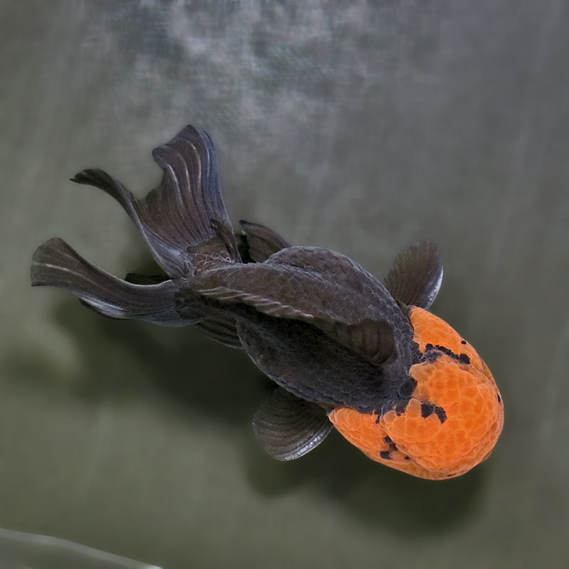 金魚王子】トリカラーオランダ 9±1cm前後 (個体番号：zaq625) 金魚
