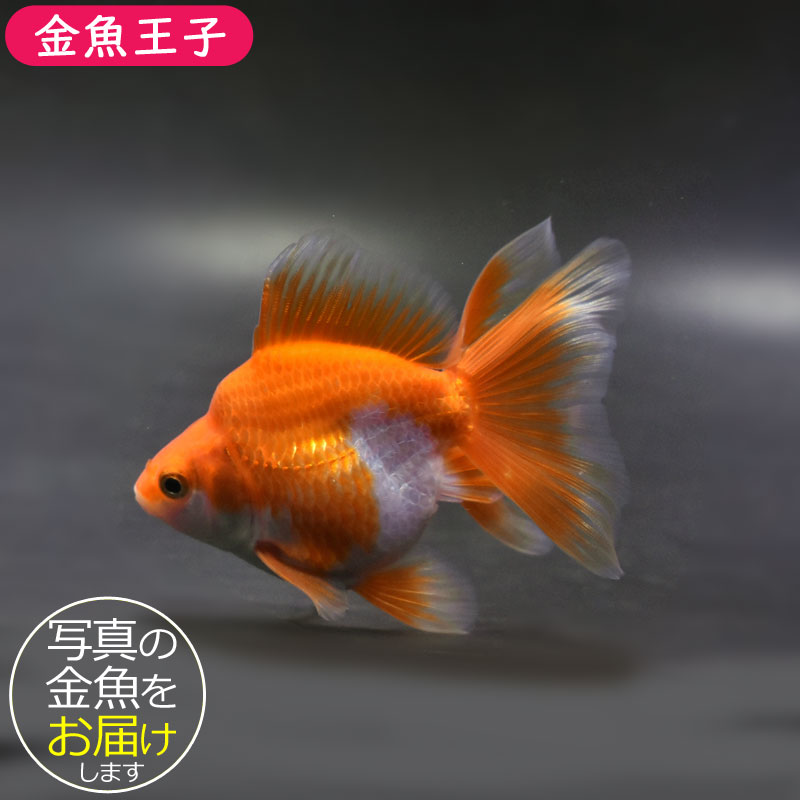 【金魚王子】琉金 (更紗／ショートテールタイプ) 10cm前後 (個体番号：cde191) 金魚 きんぎょ 生体 琉金 厳選個体
