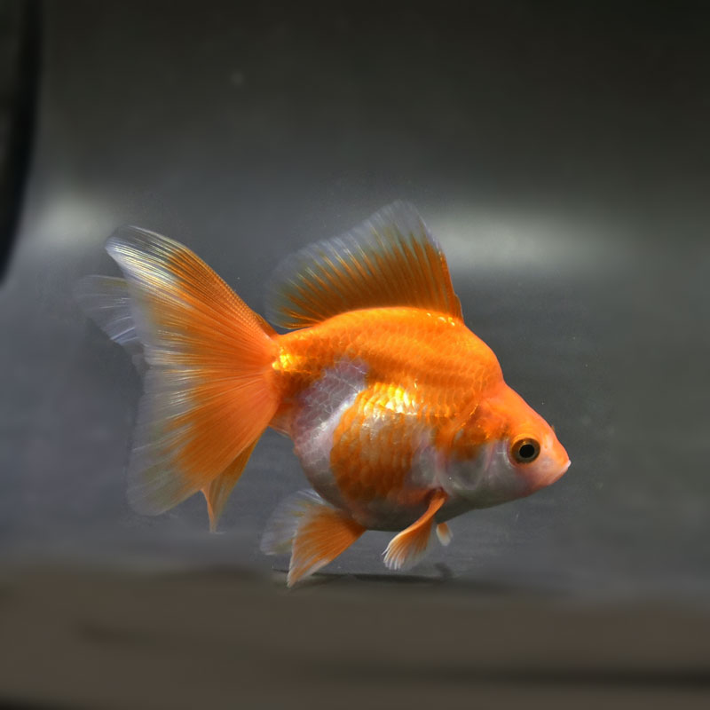 【金魚王子】琉金 (更紗／ショートテールタイプ) 10cm前後 (個体番号：cde191) 金魚 きんぎょ 生体 琉金 厳選個体