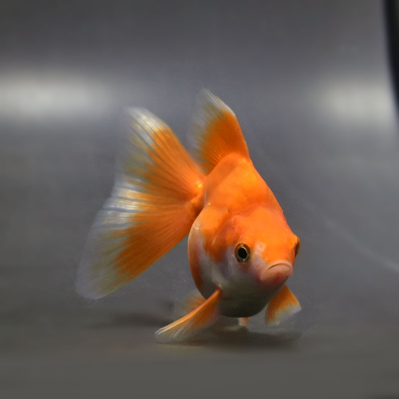 【金魚王子】琉金 (更紗／ショートテールタイプ) 10cm前後 (個体番号：cde191) 金魚 きんぎょ 生体 琉金 厳選個体