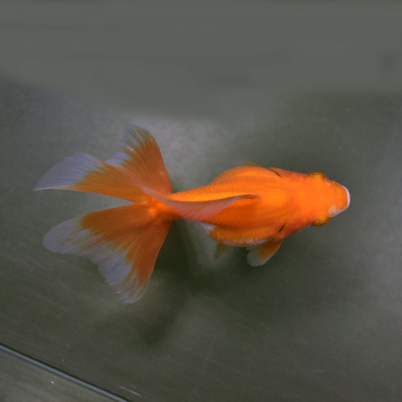 【金魚王子】琉金 (更紗／ショートテールタイプ) 10cm前後 (個体番号：cde191) 金魚 きんぎょ 生体 琉金 厳選個体