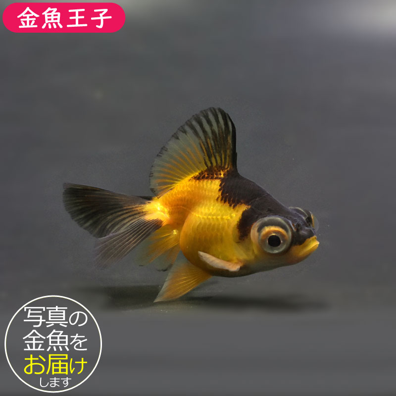 金魚 金魚王子】更紗蝶尾 7±1cm前後 (個体番号：cde553) 金魚
