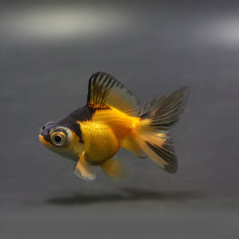 なほちょ 金魚王子】虎蝶尾 7±1cm前後 (個体番号：cde558) 金魚 きんぎょ