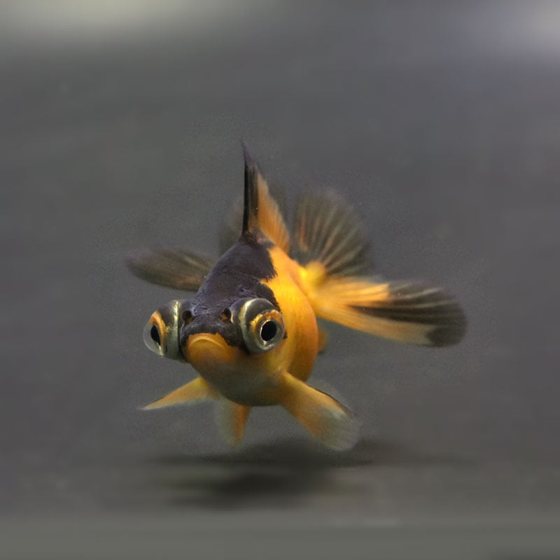 きんぎょページ 金魚王子】虎蝶尾 7±1cm前後 (個体番号：cde558) 金魚 きんぎょ