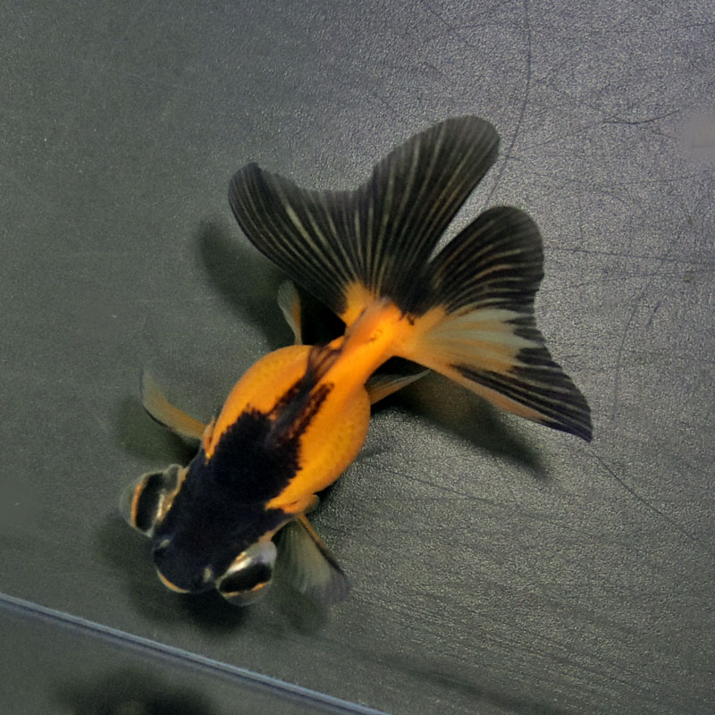 きんぎょページ 金魚王子】虎蝶尾 7±1cm前後 (個体番号：cde558) 金魚 きんぎょ