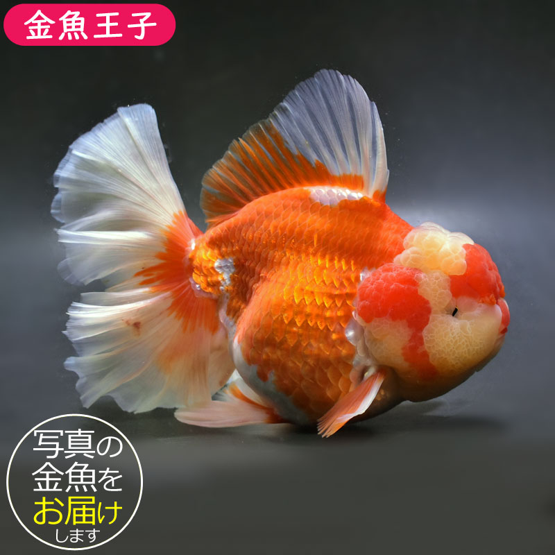 金魚王子】更紗ローズテールオランダ 18cm前後 (個体番号：cde881