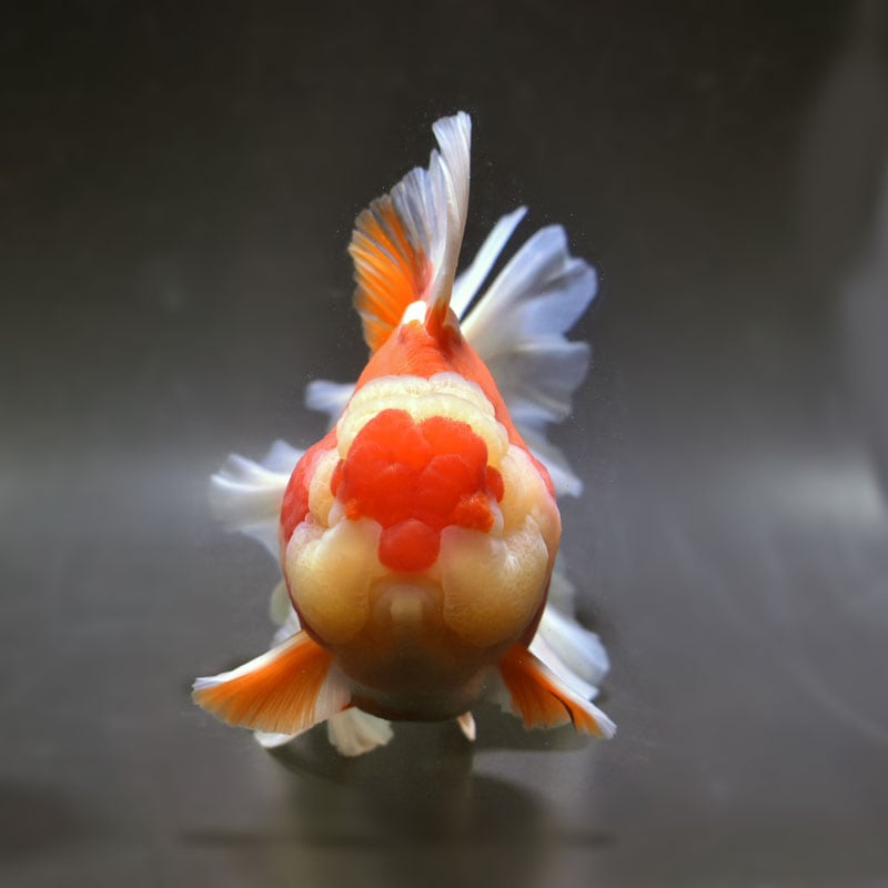 金魚王子】更紗ローズテールオランダ 18cm前後 (個体番号：cde881