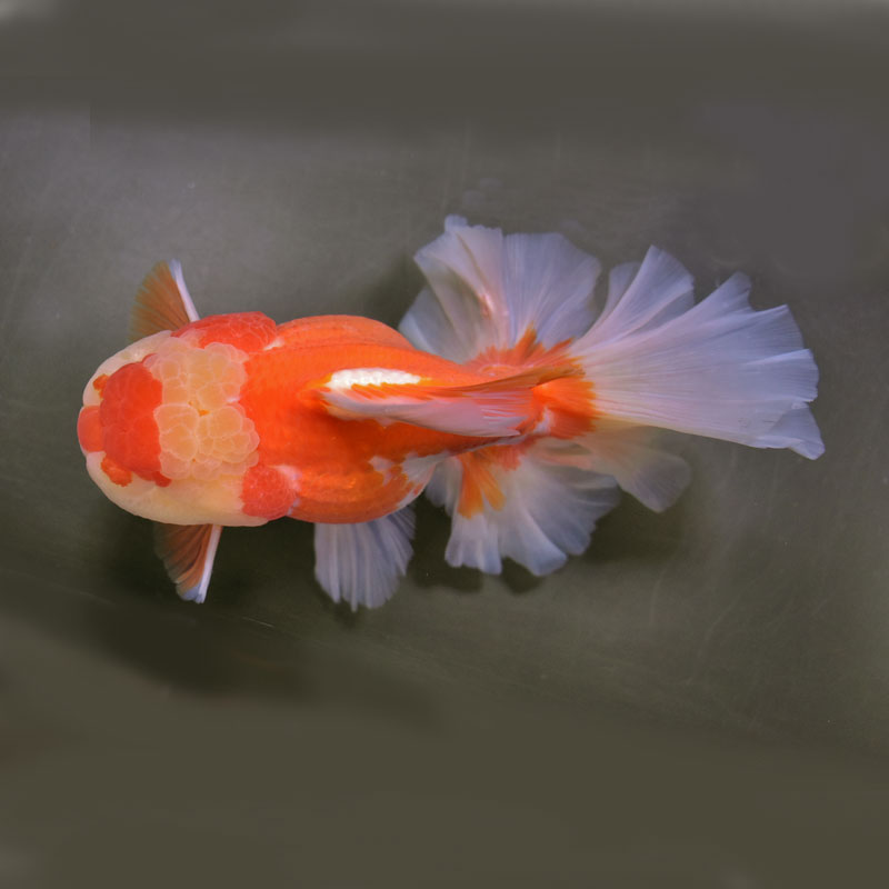 金魚王子】更紗ローズテールオランダ 18cm前後 (個体番号：cde881