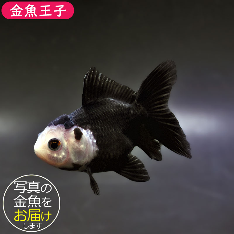 【金魚王子】白黒オランダ  7.5±1cm前後 (個体番号：xsw144) 金魚 きんぎょ 生体 オランダ獅子頭 厳選個体