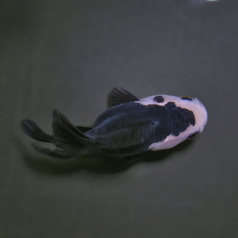 【金魚王子】白黒オランダ  7.5±1cm前後 (個体番号：xsw144) 金魚 きんぎょ 生体 オランダ獅子頭 厳選個体