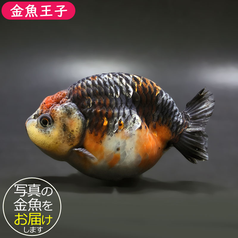 【金魚王子】キリンらんちゅう 12cm前後 (個体番号:xsw305) 金魚 きんぎょ 生体 らんちゅう 厳選個体