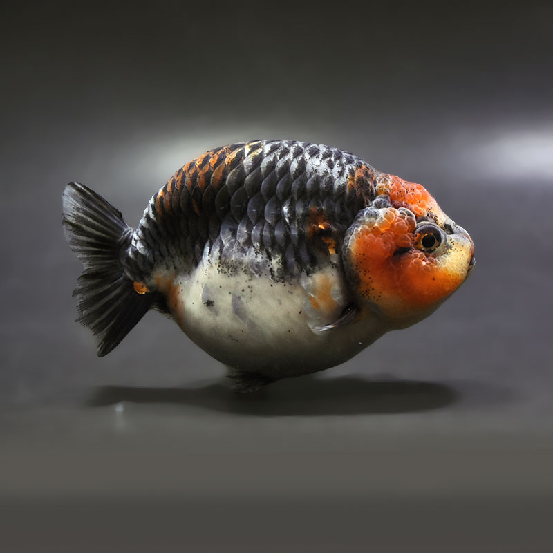 【金魚王子】キリンらんちゅう 12cm前後 (個体番号:xsw305) 金魚 きんぎょ 生体 らんちゅう 厳選個体