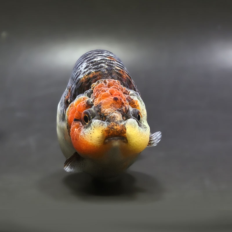 【金魚王子】キリンらんちゅう 12cm前後 (個体番号:xsw305) 金魚 きんぎょ 生体 らんちゅう 厳選個体