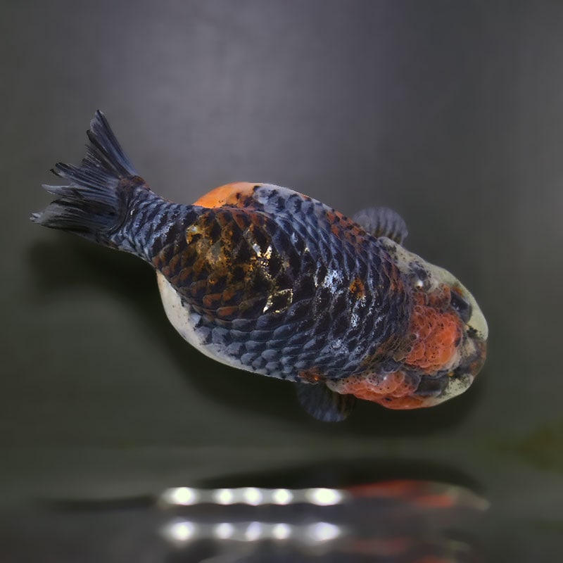 【金魚王子】キリンらんちゅう 12cm前後 (個体番号:xsw305) 金魚 きんぎょ 生体 らんちゅう 厳選個体