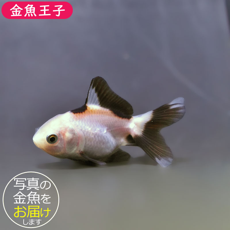 金魚王子】白黒オランダ 5.5～6cm前後 (個体番号：xsw824) 金魚