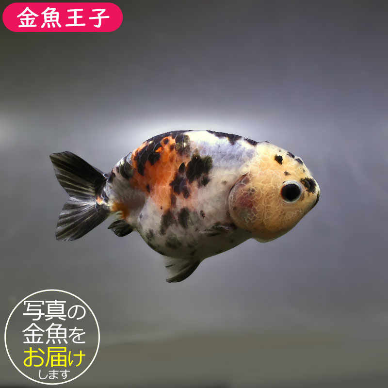 金魚王子】江戸錦 9±1cm前後 (個体番号：zaq272) 金魚 きんぎょ 生体